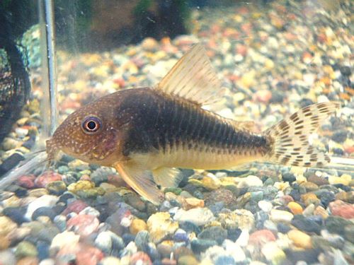 コリドラス　ゴッセイ　２０２５年１０月２５日入荷