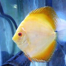 イエローダイヤディスカス②　２０２５年１０月２５日入荷