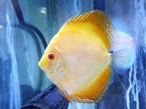 イエローダイヤディスカス②　２０２５年１０月２５日入荷