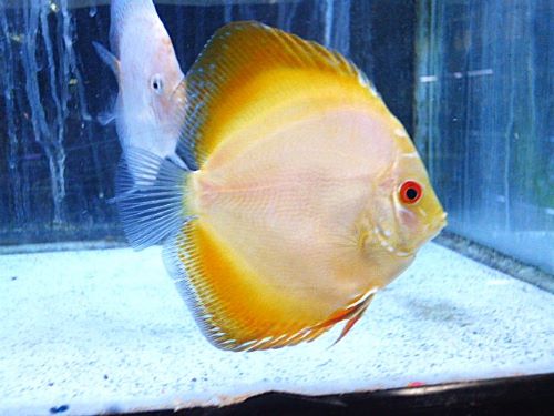 イエローダイヤ・ディスカス