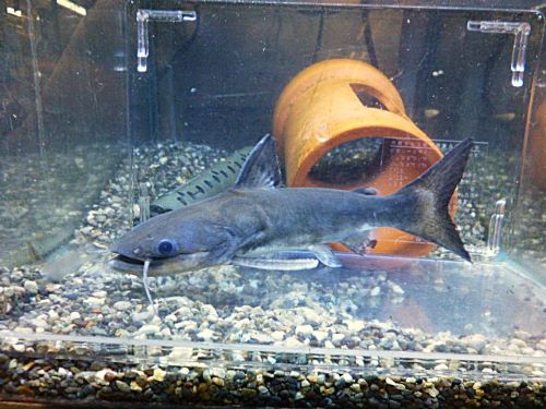 メガマウスキャット