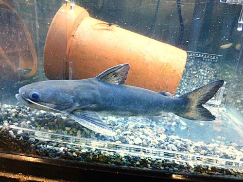 メガマウスキャット