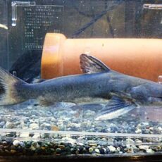 メガマウスキャット　２０２５年１０月１９日入荷