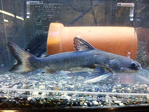 メガマウスキャット　２０２５年１０月１９日入荷