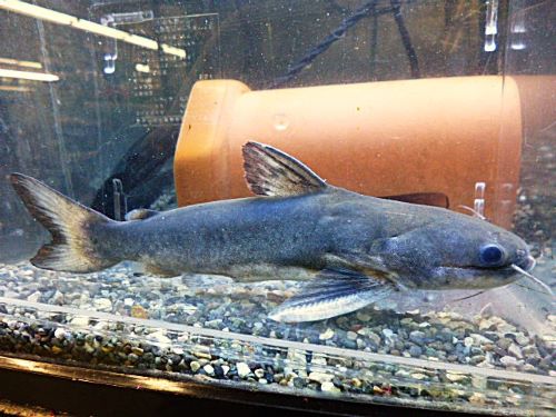 メガマウスキャット