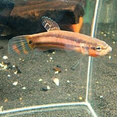 ＷＩＬＤベタ　マクロストマＢＲＵＮＥＩ　オス　２０２５年１０月１９日入荷