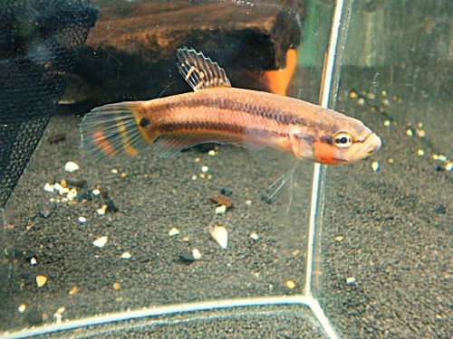 WILDベタ マクロストマBRUNEI オス 2025年10月19日入荷 ベタ・マクロストマ