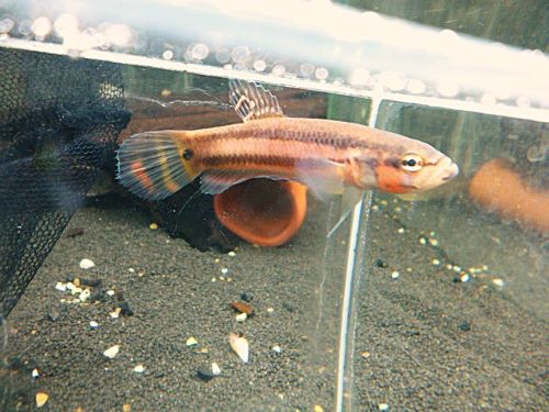 WILDベタ マクロストマBRUNEI オス 2025年10月19日入荷 ベタ・マクロストマ