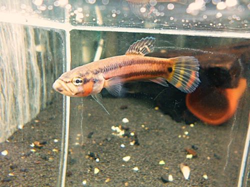 WILDベタ マクロストマBRUNEI オス 2025年10月19日入荷 ベタ・マクロストマ