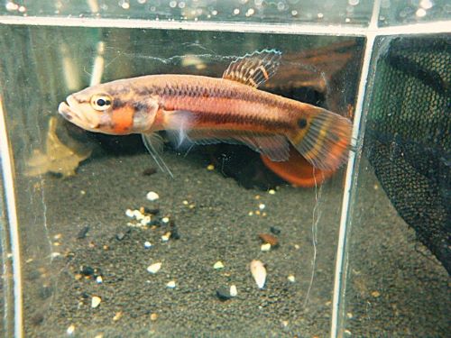 WILDベタ マクロストマBRUNEI オス 2025年10月19日入荷 ベタ・マクロストマ