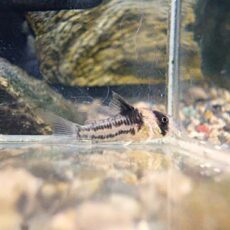 コリドラス コルレア① 2025年10月23日入荷 コリドラス コルレア① 2025年10月23日入荷