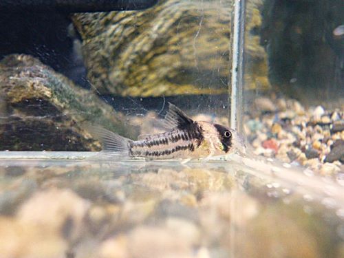 コリドラス　コルレア①　２０２５年１０月２３日入荷