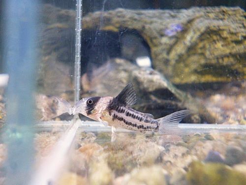 コリドラス　コルレア