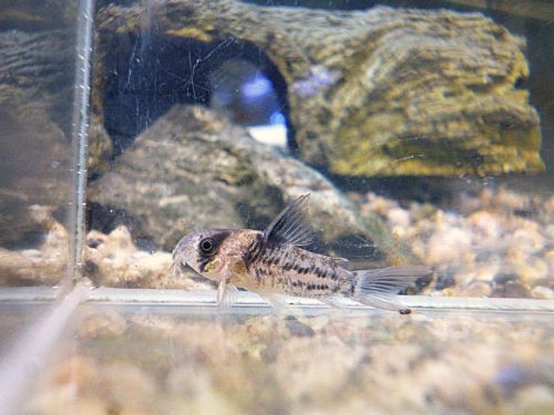 コリドラス　コルレア