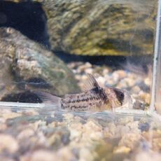 コリドラス コルレア② 2025年10月23日入荷 コリドラス コルレア② 2025年10月23日入荷