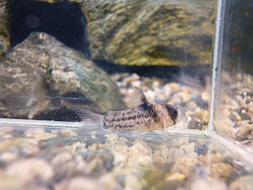 コリドラス　コルレア②　２０２５年１０月２３日入荷