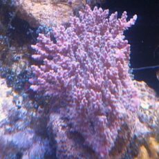 ミドリイシ 2025年10月31日撮影 ミドリイシ 2025年10月31日撮影