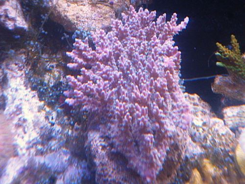 ミドリイシ　２０２５年１０月３１日撮影