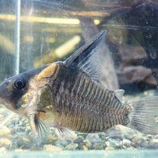 コリドラス レセックス 2025年10月25日入荷 コリドラス レセックス 2025年10月25日入荷