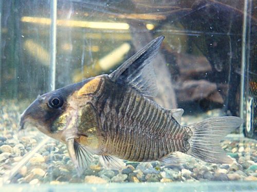 コリドラス　レセックス　２０２５年１０月２５日入荷