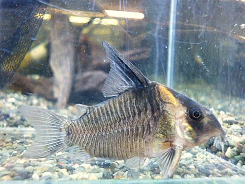 コリドラス　レセックス