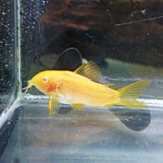 コリドラス　アルビノイルミネータスゴールド　２０２５年１２月２１日撮影