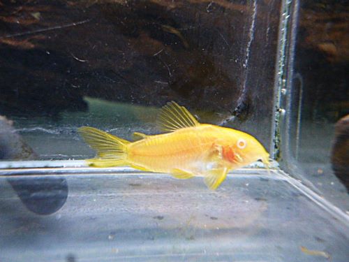 コリドラス　イルミネータス