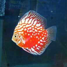 ポルカドットラフレシアディスカス　２０２６年２月２７日撮影