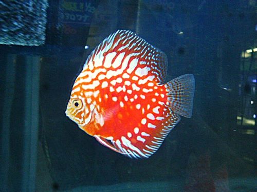 ポルカドットラフレシアディスカス　２０２６年２月２７日撮影