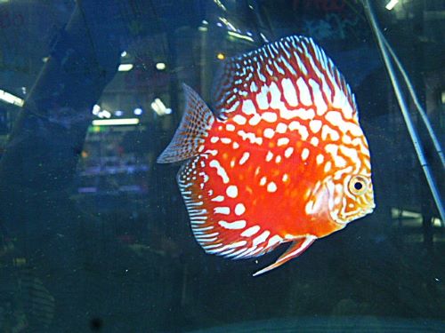 ポルカドットラフレシア・ディスカス