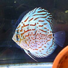 ブルーレオパードディスカス①　２０２５年１０月２５日入荷