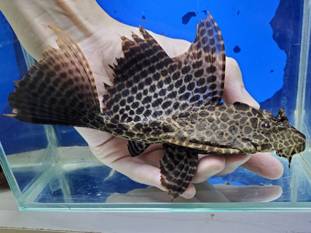 アカリボルダード