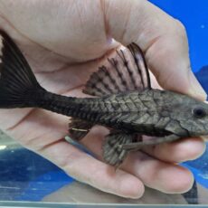 アーマードプレコ　プルス　2025年10月入荷！