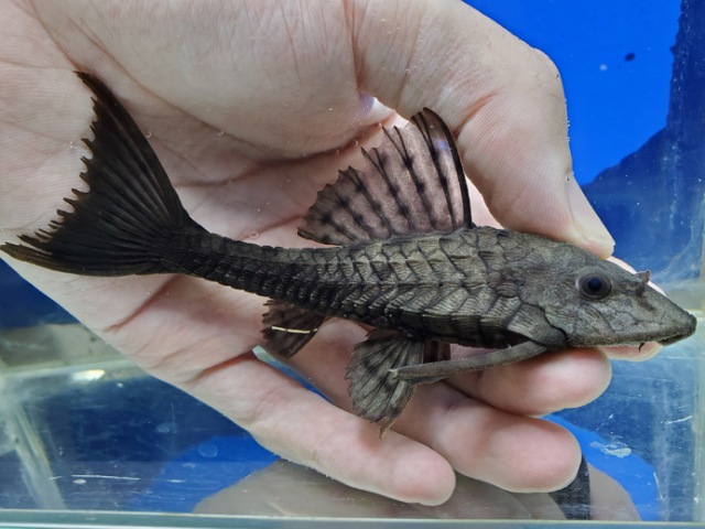 アーマードプレコ　プルス　2025年10月入荷！