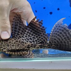 アカリボルダード　カイクビ　2　2025年10月入荷！