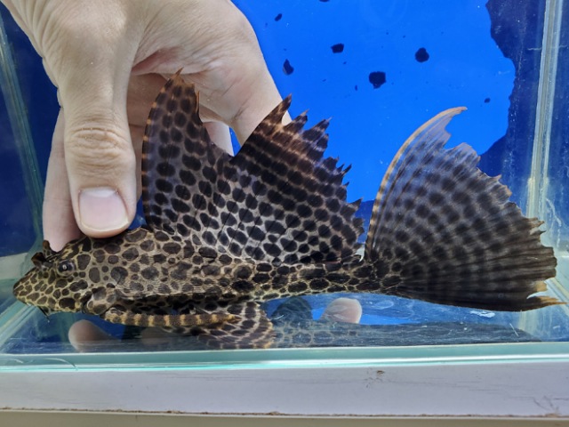 アカリボルダード　カイクビ　2　2025年10月入荷！