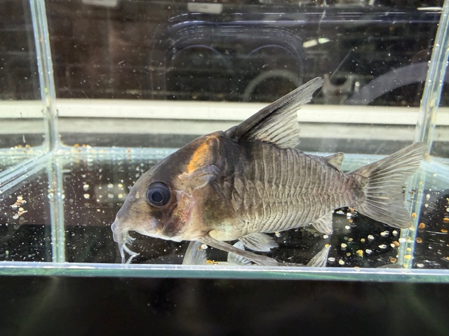 コリドラス　レセックス