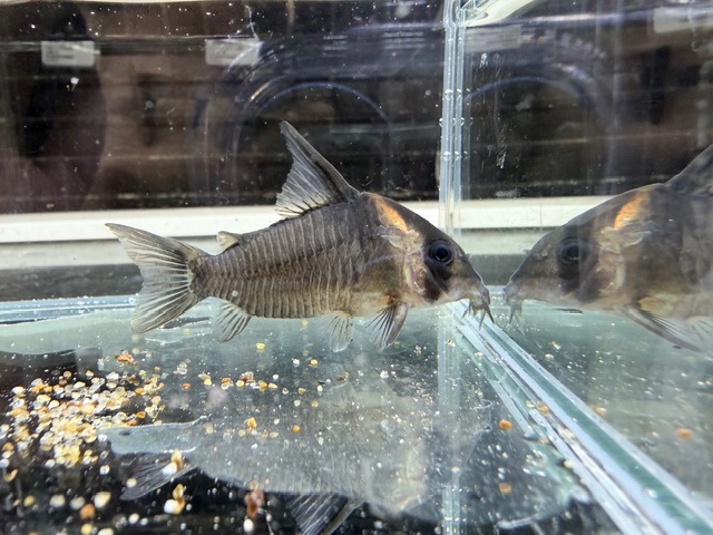 コリドラス　レセックス