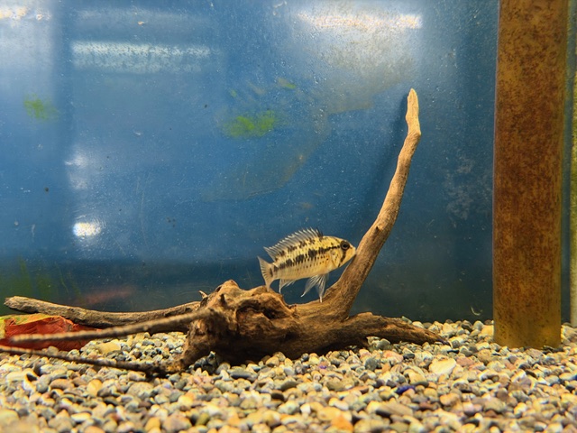 最新画像！！WILD　アピスト　グッタータ　（モリチャツラルゴ）２０２５年９月入荷！！