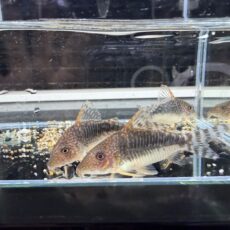 コリドラス　ロングノーズゴッセイ　２０２５年１０月入荷！！