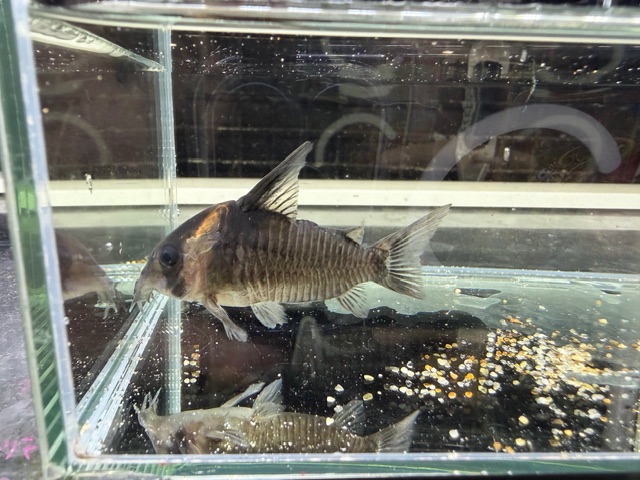 コリドラス　レセックス　２０２５年１０月入荷！！