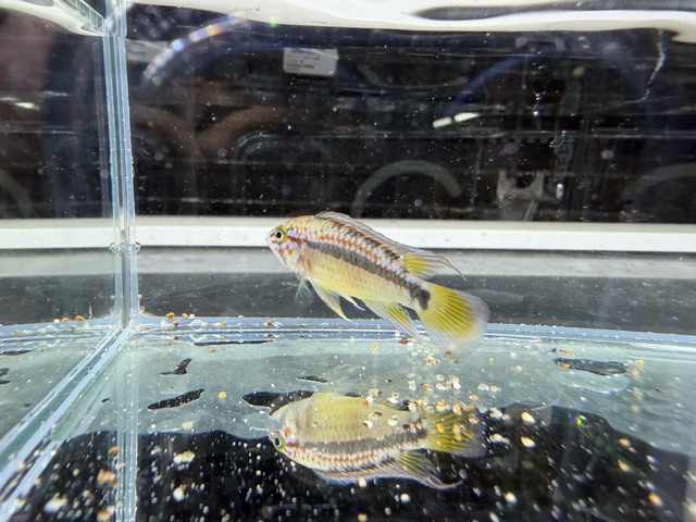 WILD アピスト オルテガイ AMPIYACU オスのみ 2025年10月入荷!! オルテガイ(パパゲイ、ペバス)