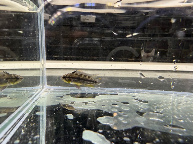 カカトオイデス