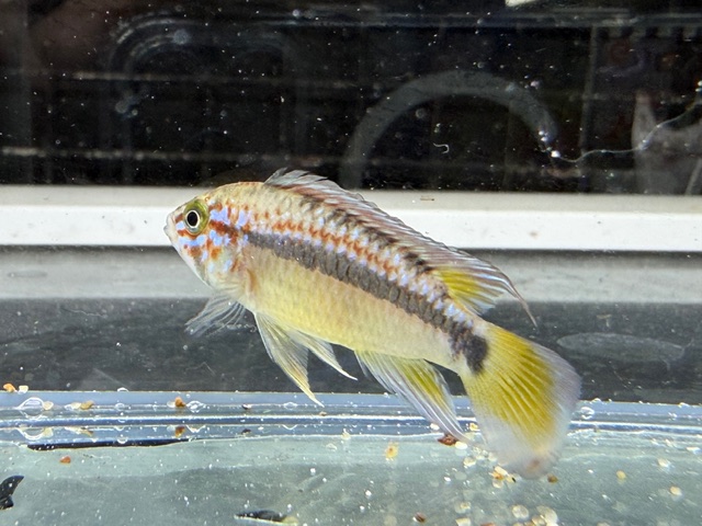 WILD　アピスト　オルテガイ　AMPIYACU　オスのみ　２０２５年１０月入荷！！