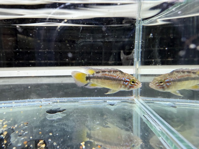 オルテガイ（パパゲイ、ペバス）