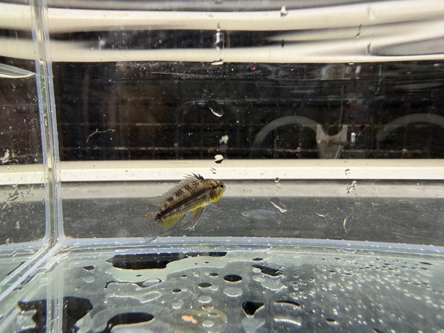 カカトオイデス