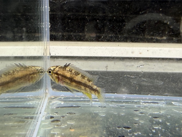 カカトオイデス