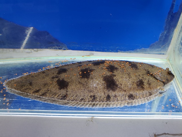 東南アジア淡水カレイ