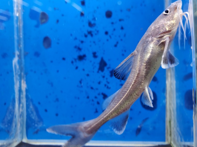 スタージョンシーキャット