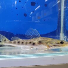 エイティーンスポットシャベルノーズキャット　コロンビア　1　2025年10月入荷！